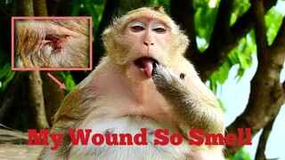 My Wound So Smell, Very Sad Monkey Brinn Tired To Rescue By Herself, Her Wound Make Brinn Unhappy