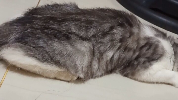 mochi