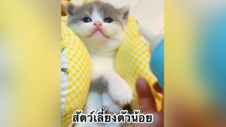 เพื่อนตัวน้อย สัตว์เลี้ยงแสนซน : สัตว์เลี้ยงตัวน้อย