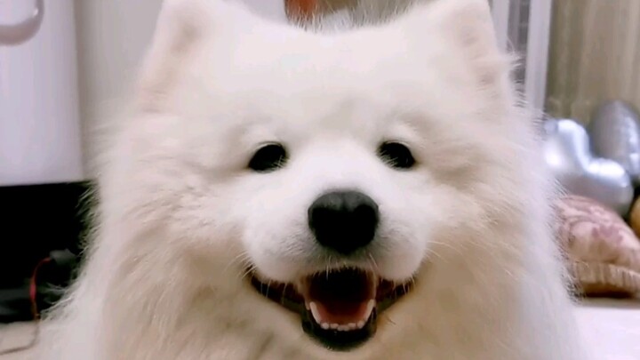 抓到一只毛炸的海豹！