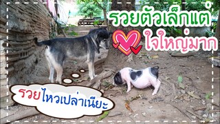 มาดู🐷น้องรวยกับ🐕น้องเฉาก๊วย มีการแย่งชิงบัลลังก์ ชิงแชมป์โลกใครจะชนะไปชมกันครับ🤣😂😅