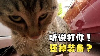 小猫咪打架能有多上头？吃了暗亏的喵师傅，还爆了件“装备”！