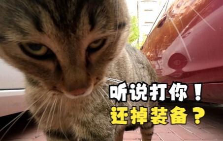 小猫咪打架能有多上头？吃了暗亏的喵师傅，还爆了件“装备”！