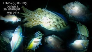 ep157, night spearfishing Philippines,masagana ang bahura sa lugar namin,