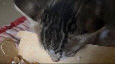 VID_20250313 (5)