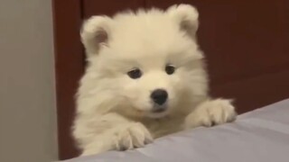 “ความชอบของลูกสุนัขที่มีต่อคนๆ หนึ่งนั้นซ่อนไว้ไม่ได้!”