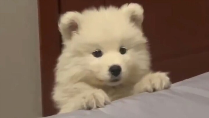 “小狗喜欢一个人是藏不住的！”