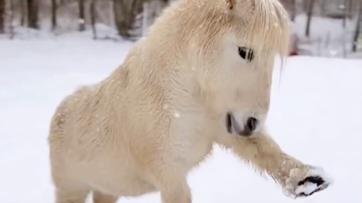 Ternyata kuda poni kecil yang berlari itu lucu banget.