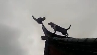 [Động vật]Chuyên gia võ thuật trong giới động vật|<Zhong Guo Gong Fu>