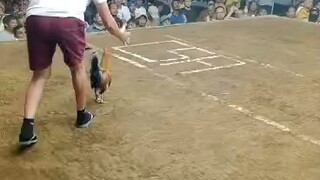 Magtito Gamefarm GB over Mclean. 2Hits CSA - Win Champ