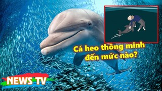 Cá heo thông minh đến mức nào?