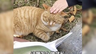 当大学生遇到猫！两个最清澈的群体相遇了……