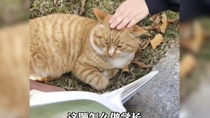 当大学生遇到猫！两个最清澈的群体相遇了……