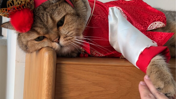 This game is very exciting! If you have a cat, you can play it!