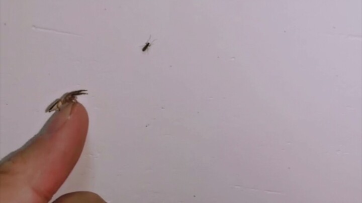 【แมงมุมนิรนาม】—แมงมุมกระโดด มียุงอยู่บนผนัง ก็เลยฝึกให้แมงมุมจับยุง ถ้าพลาดล่ะ? ก็ฝึกใหม่อีกครั้ง!