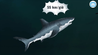 Sẽ Ra Sao Nếu Megalodon Gặp Loài Cá Có Lực Cắn Khủng Nhất #kienthuc