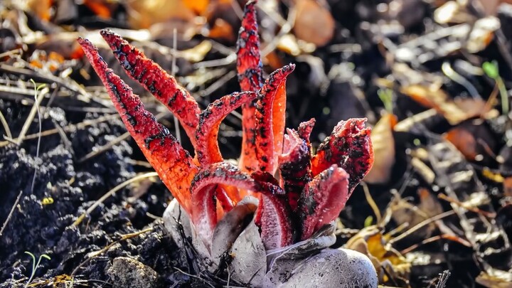 “Not just octopuses bloom in spring—chrysanthemums might too!”