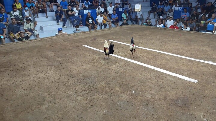 ganda pasok ng 2026  late upload lang dalawa yan mag kapatin talisay❤️🐓