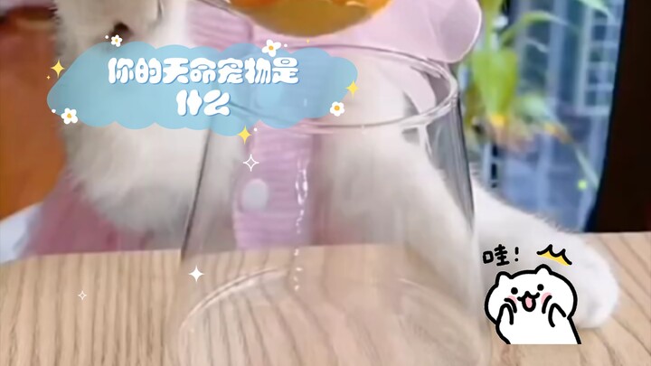 ما هو حيوانك الأليف المقدر؟