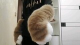 [ดีไอวาย] ถุงมืออุ้งเท้าแมวเหมียวขยับได้ ราคาถูกมาก