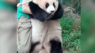 全网最幸福的熊猫福宝，被饲养员宠成财阀公主，画面温馨又治愈。