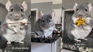 Siapa yang bisa menolak Totoro yang lucu sekaligus tampan?