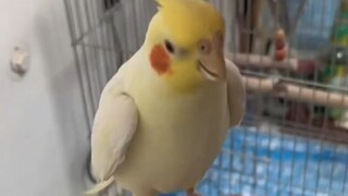 I was feeling irritable until I saw these stupid birds.