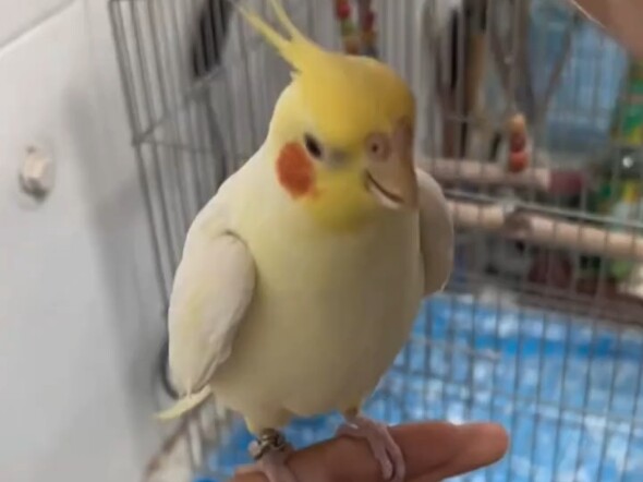 I was feeling irritable until I saw these stupid birds.