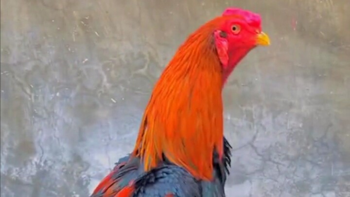 si jagoan merah