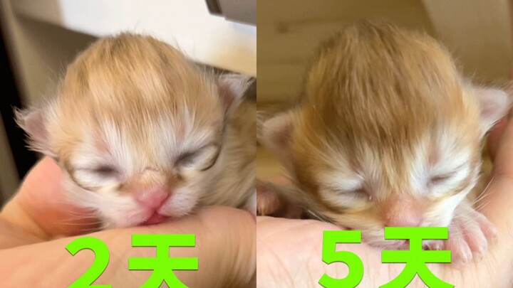 Do all orange cats grow so fast?