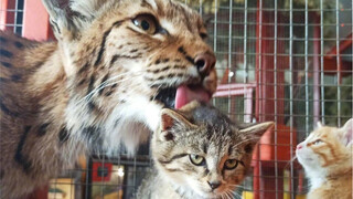 A female lynx at a Siberian zoo has become a surrogate mother to three abandoned kittens... (See pro