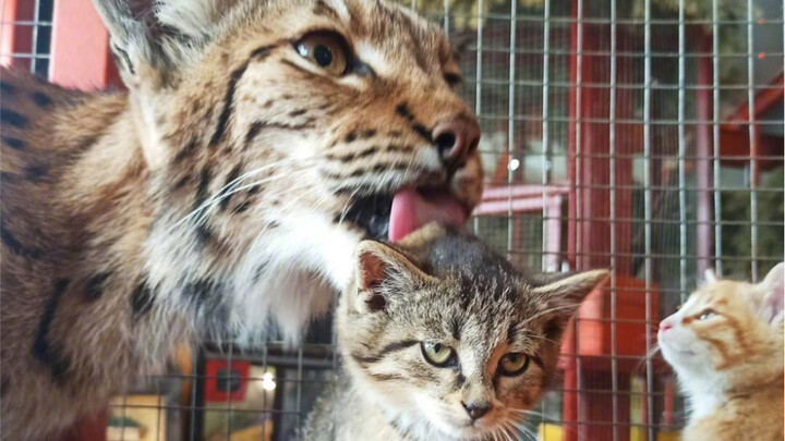 A female lynx at a Siberian zoo has become a surrogate mother to three abandoned kittens... (See pro