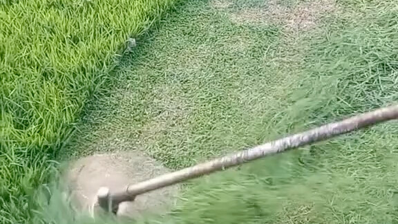 [Bothering Tiger Stress-Relief Video] Video loading... Quickly check out the surprise!