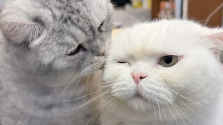 Cat Status Test 2. Do you believe this result?