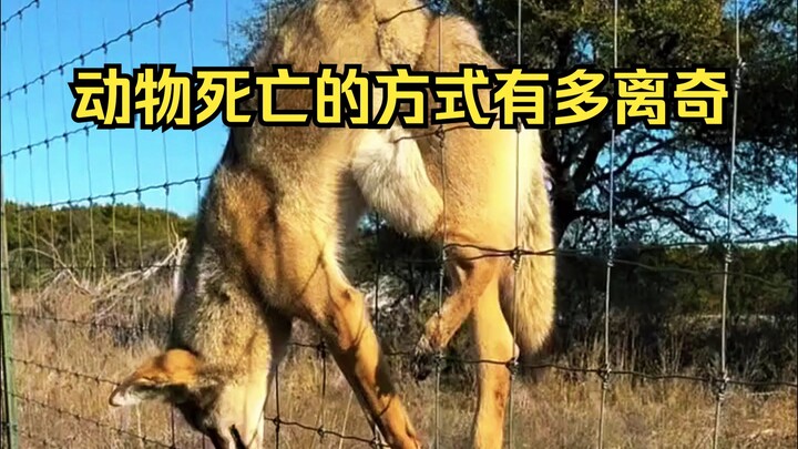 Animal Mysterious Death Identification 21