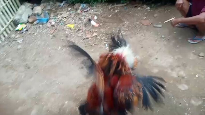 adu ayam