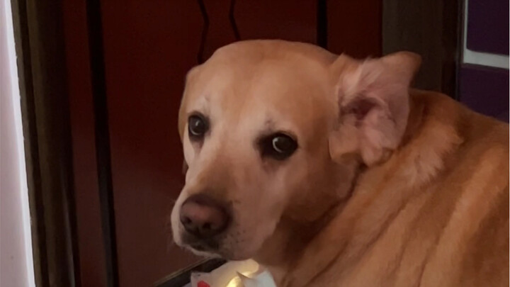 One ear looks like it hasn’t woken up yet.