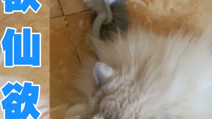 Siapa yang tidak suka anak kucing kecilku yang ingin membalas dendam padaku dengan menggesekkan sika
