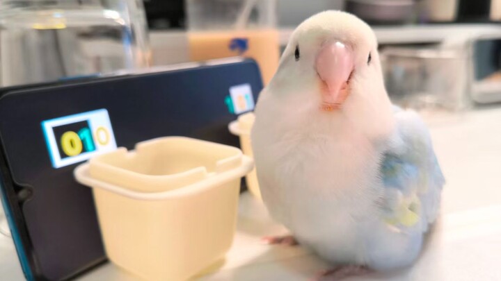 Dinosaurs in the 21st century are terrifying—soon birds will be coding for me! ✊