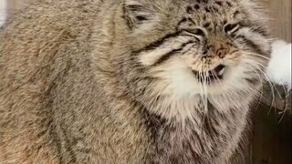 简直就是雪地里的大猫嘛，太可爱了