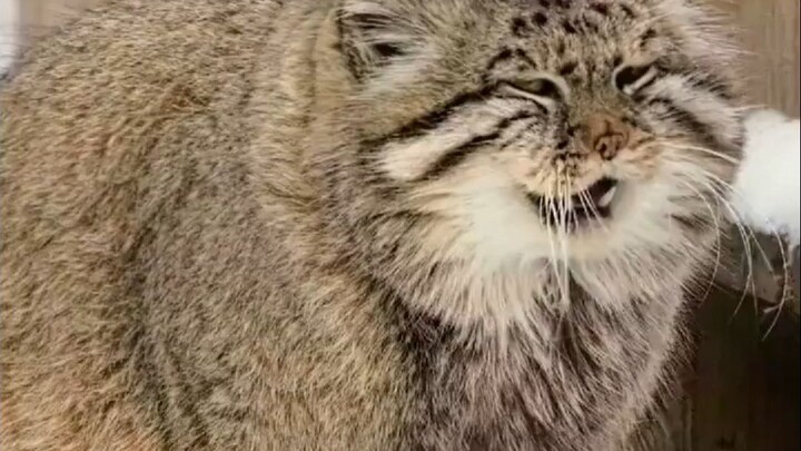 It's like a big cat in the snow, so cute