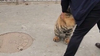نايدو، الابن العاصي
