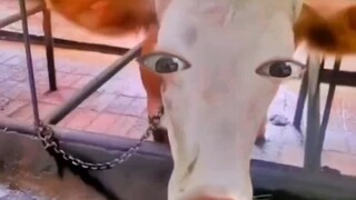 你知道一个大比兜都一个十多岁的牛牛造成了多大的心里伤害吗