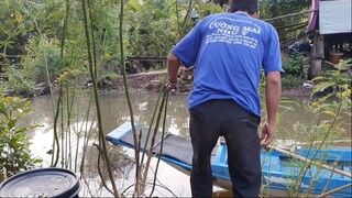 Xúc Mô Bắt Lươn,Ăn Cơm Giữa Đồng  Cuộc Sống Mùa Nước Nổi Của Người  Miền Tây