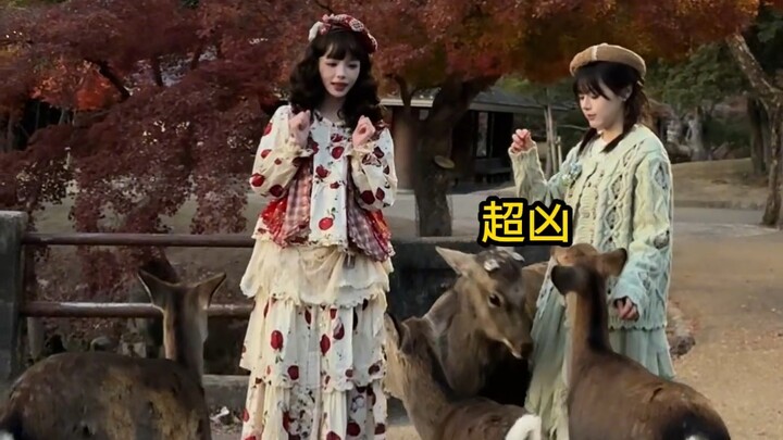 The little deer in Nara are just way too wild…