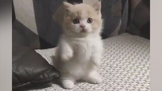 Peliharaan Imut|Keseharian Kucing yang Lucu