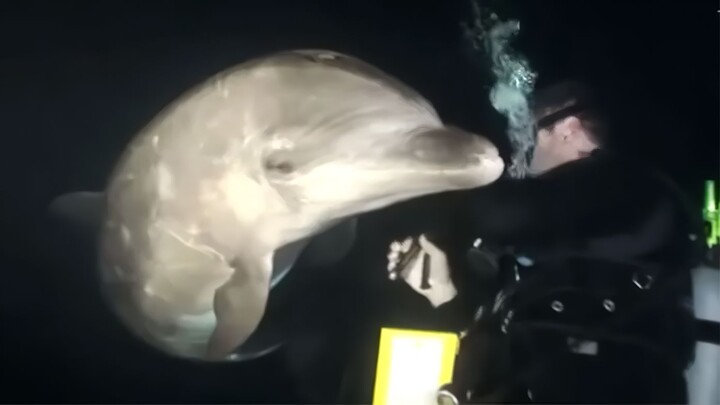 The bottlenose dolphin is very smart; it fully knows you’re helping it.