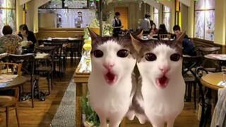 [Cat Meme] ใฝ่ฝันที่จะเป็นสาวใช้เวทมนตร์ แต่ทำงานเป็นพนักงานในร้านค้า SM (4)
