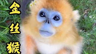 Tại sao cùng là khỉ, nhưng khỉ vàng Tứ Xuyên lại vô cùng hiền lành và lễ phép?