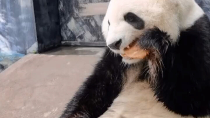 Even sighing at the first sight of a panda